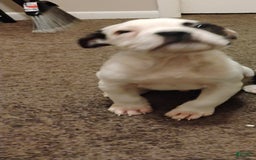 American Bulldog dogs for sale: Pope - Image 1