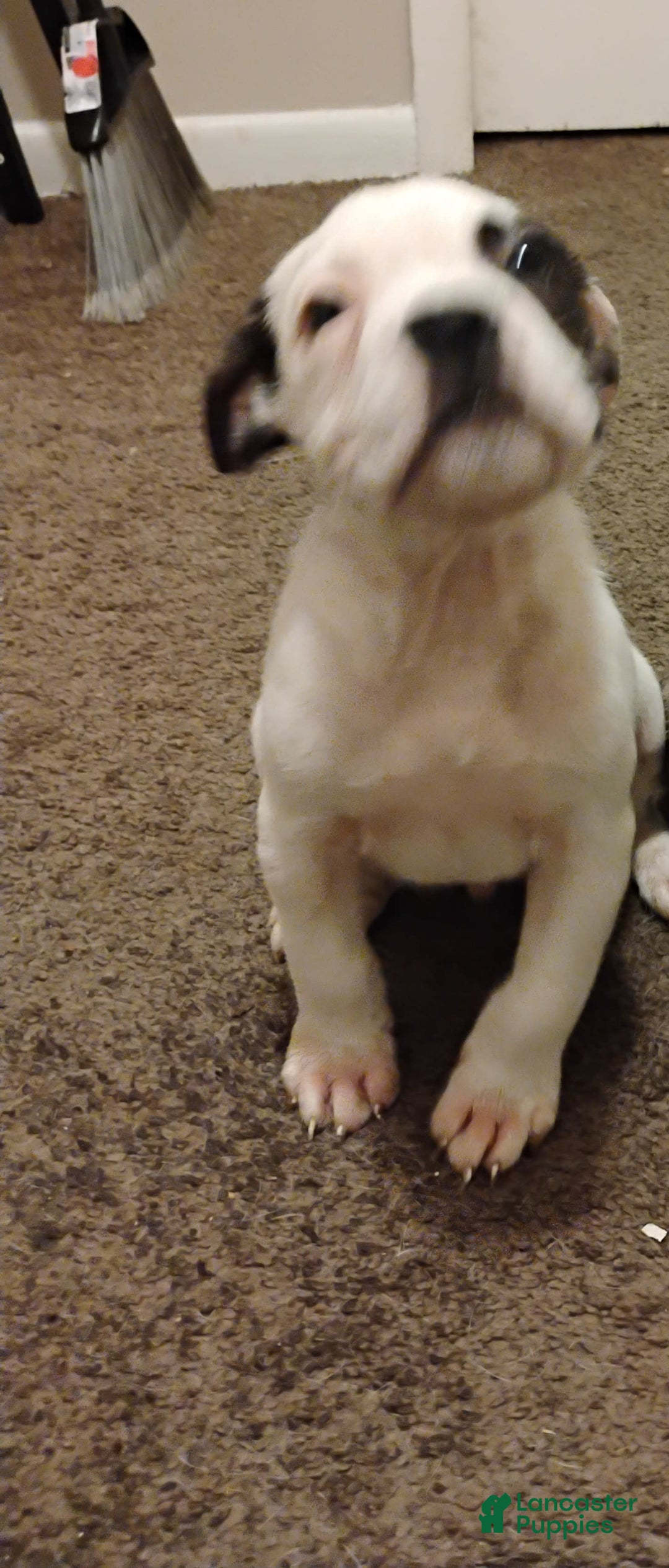 American Bulldog dogs for sale: Pope - Image 1