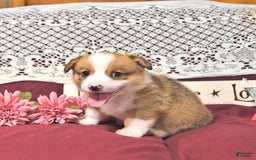 Welsh Corgi Pembroke dogs for sale: Henry - Image 4