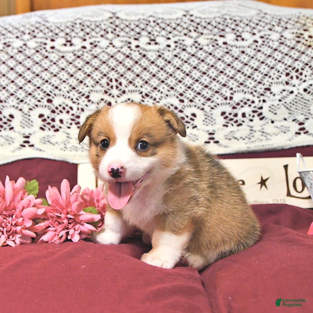 Welsh Corgi Pembroke dogs for sale: Henry - Image 4