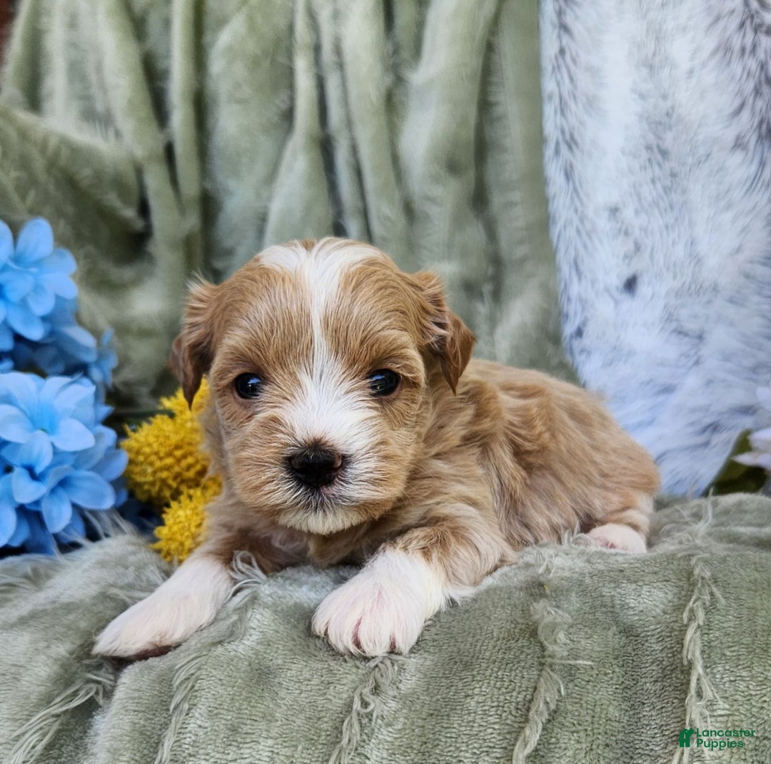 Shihpoo dogs for sale: Aspen - Image 5