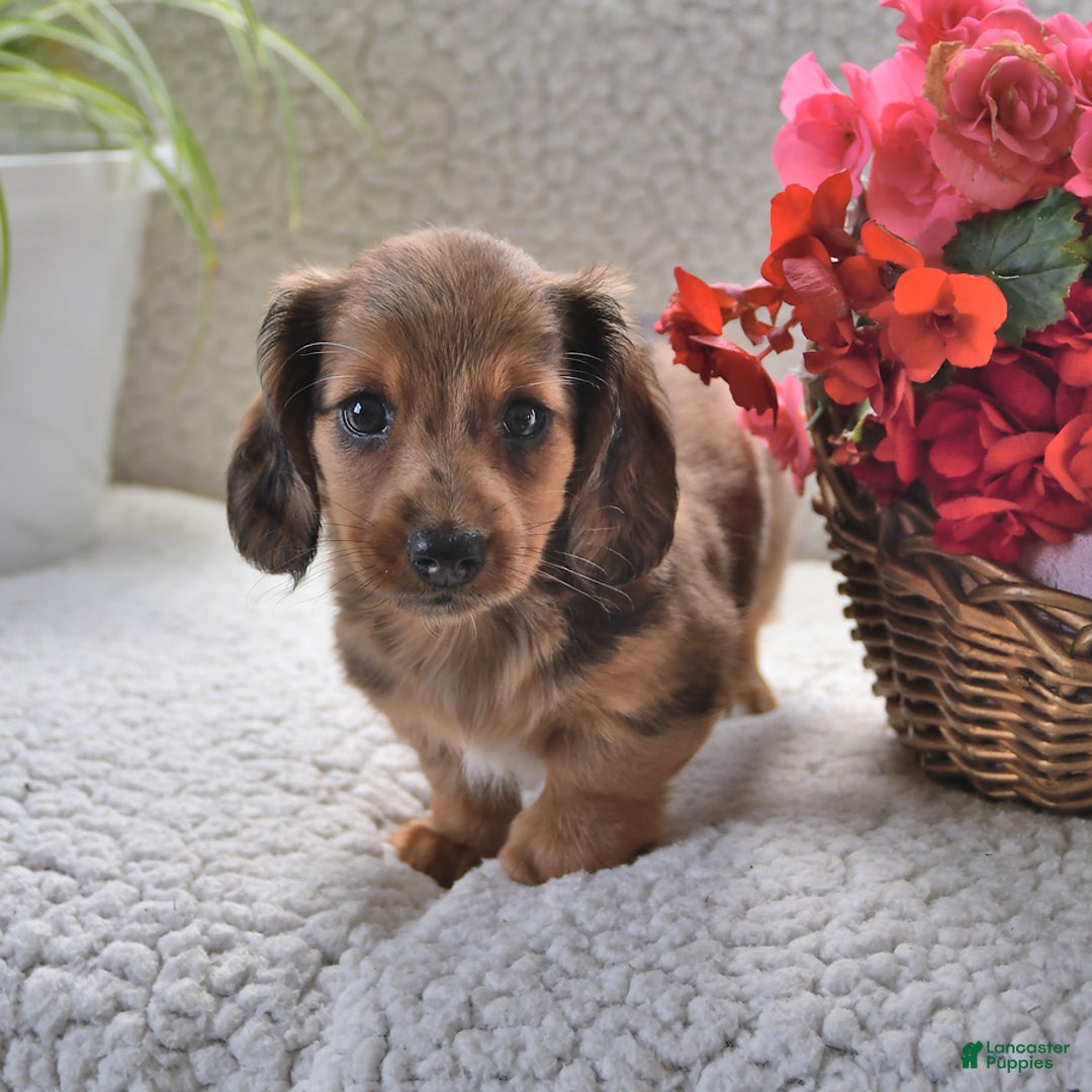 Miniature Dachshund dogs for sale: Miniature Dachshund 4 puppies - Image 14