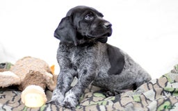 German Shorthaired Pointer dogs for sale: German Shorthaired Pointer 6 puppies - Image 4