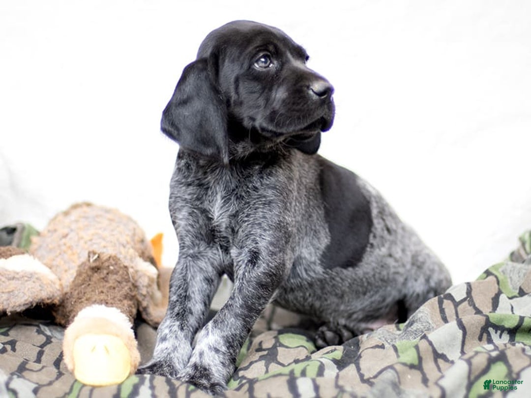 German Shorthaired Pointer dogs for sale: German Shorthaired Pointer 6 puppies - Image 4