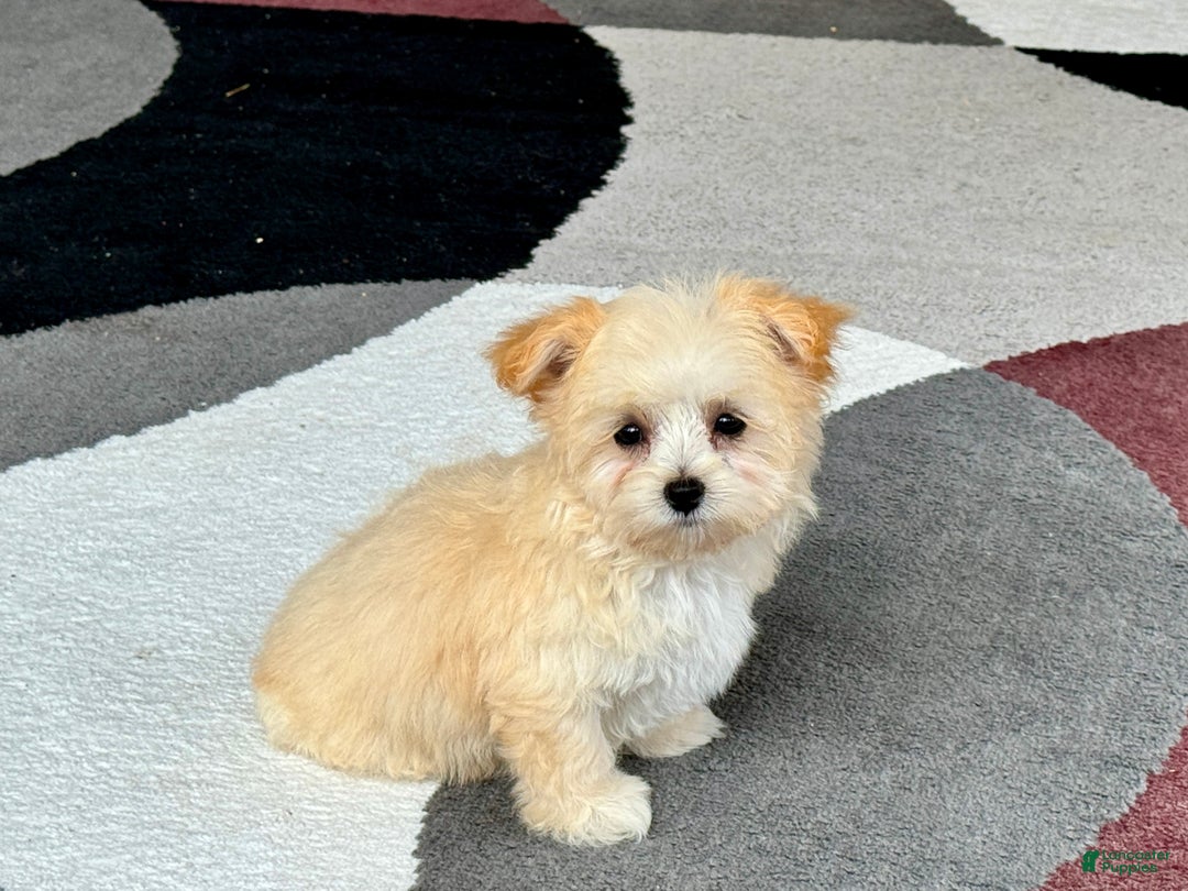 Maltipoo dogs for sale: Susie - Image 2