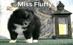 Pomeranian dogs for sale: Miss Fluffy - Image 3