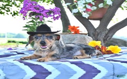 Miniature Dachshund dogs for sale: Trisha - Image 15