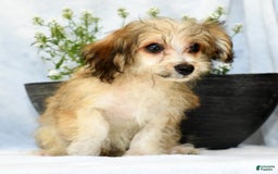 Havapoo dogs for sale: Owen - Image 7