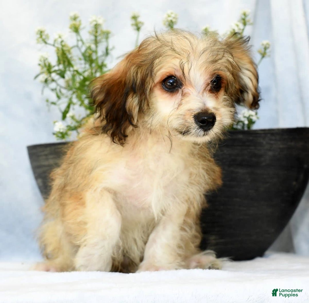 Havapoo dogs for sale: Owen - Image 7