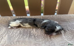 Bernedoodle dogs for sale: 9 - Image 1