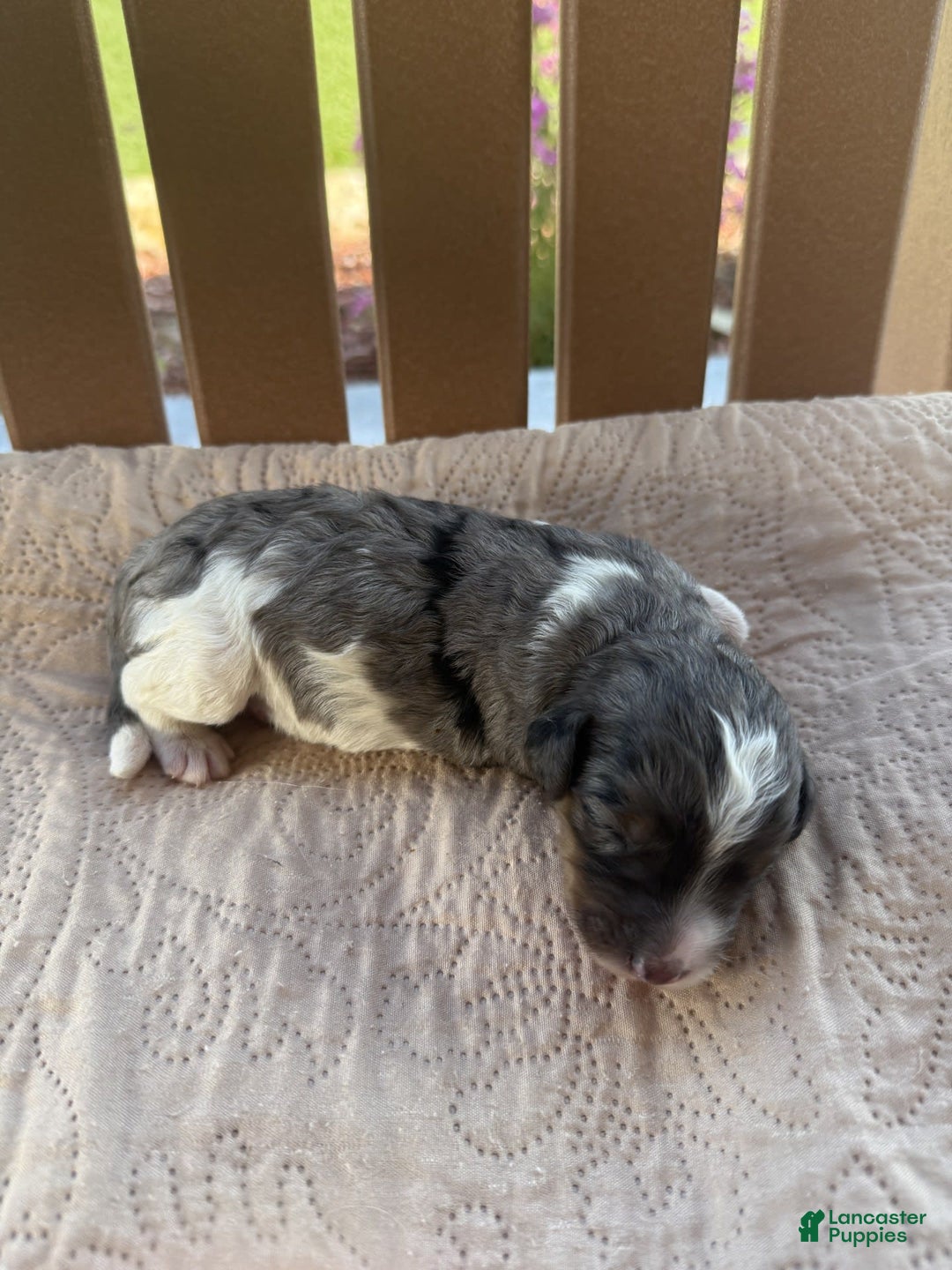 Bernedoodle dogs for sale: 9 - Image 1