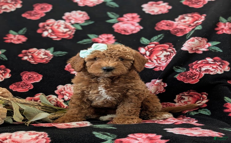 Mini Goldendoodle dogs for sale - Ad 4