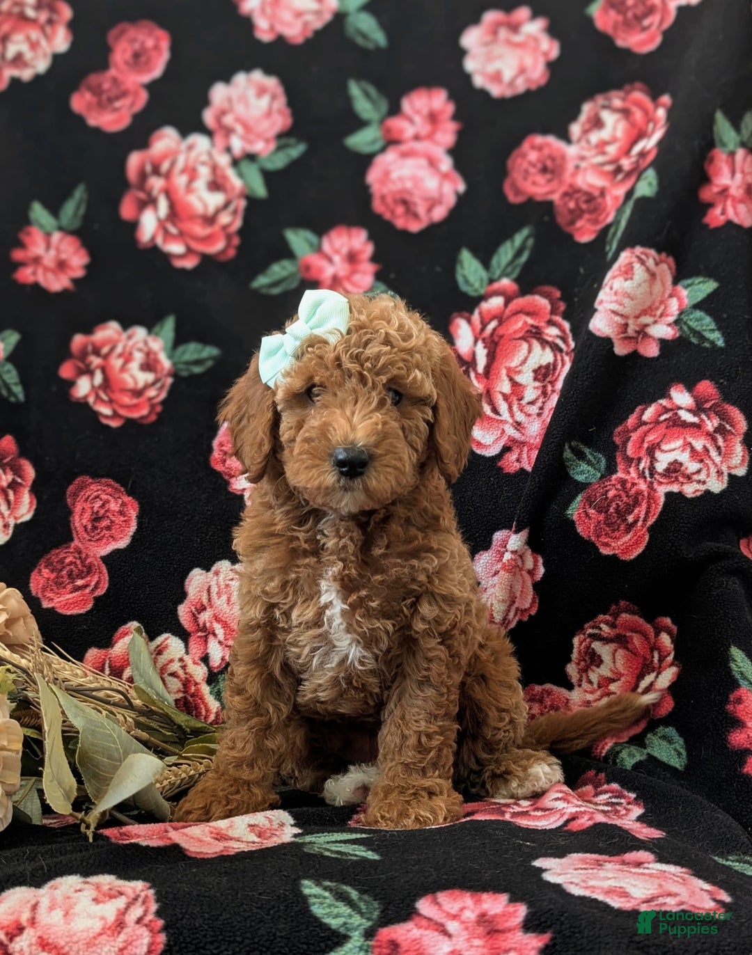 Mini Goldendoodle dogs for sale: Juliana Genetic Testing - Image 1