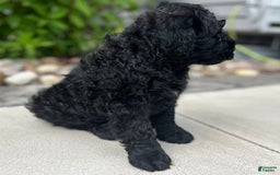 Portuguese Water Dog dogs for sale: Jase - Image 1
