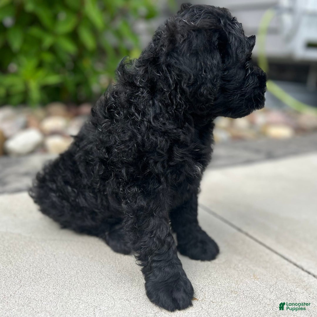 Portuguese Water Dog dogs for sale: Jase - Image 1