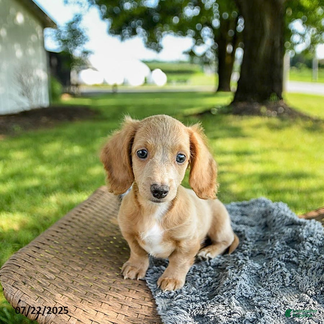 Miniature Dachshund dogs for sale: Firecracker - Image 8