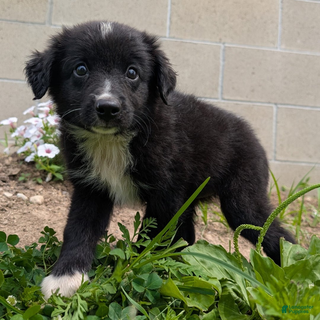 Miniature Australian Shepherd dogs for sale: Funnel Cake - Image 1