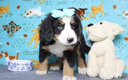 Bernese Mountain Dog dogs for sale: Pebbles - Image 42