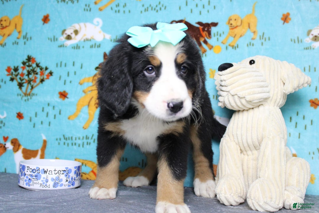 Bernese Mountain Dog dogs for sale: Pebbles - Image 42