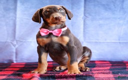 Doberman Pinscher dogs for sale: Dakota - Image 9