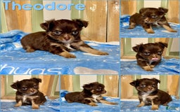Chihuahua dogs for sale: Theodore Chocolate Lc - Image 24
