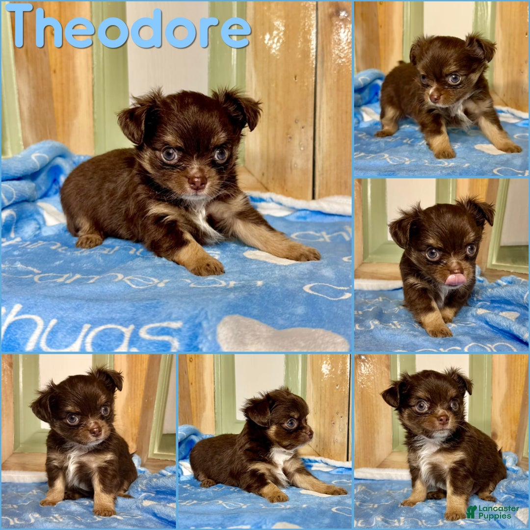 Chihuahua dogs for sale: Theodore Chocolate Lc - Image 24