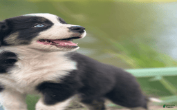 Australian Shepherd dogs for sale: Luna - Image 7