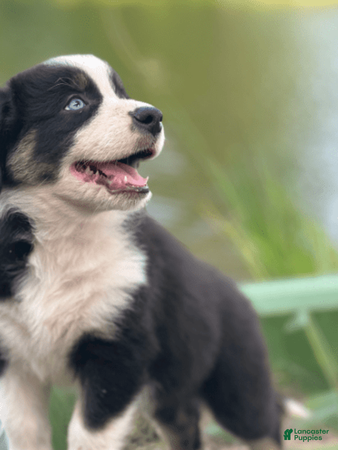 Australian Shepherd dogs for sale: Luna - Image 7