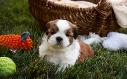 Shih Tzu dogs for sale: Brett - Image 7