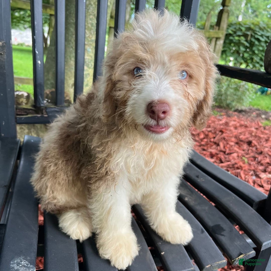 Mini Aussiedoodle dogs for sale: Sunny - Image 28