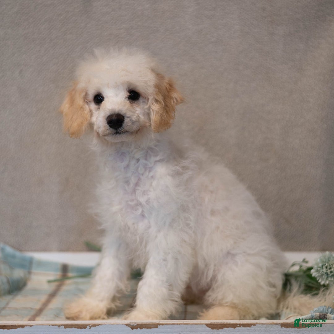 Bichpoo dogs for sale: Konnor - Image 3