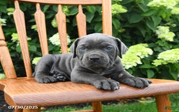 Cane Corso dogs for sale: Sugar - Image 2