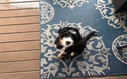 Bernedoodle dogs for sale: Prudence - Image 3
