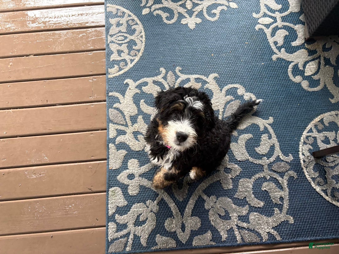 Bernedoodle dogs for sale: Prudence - Image 3