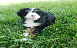 Mini Bernedoodle dogs for sale: Katie - Image 3