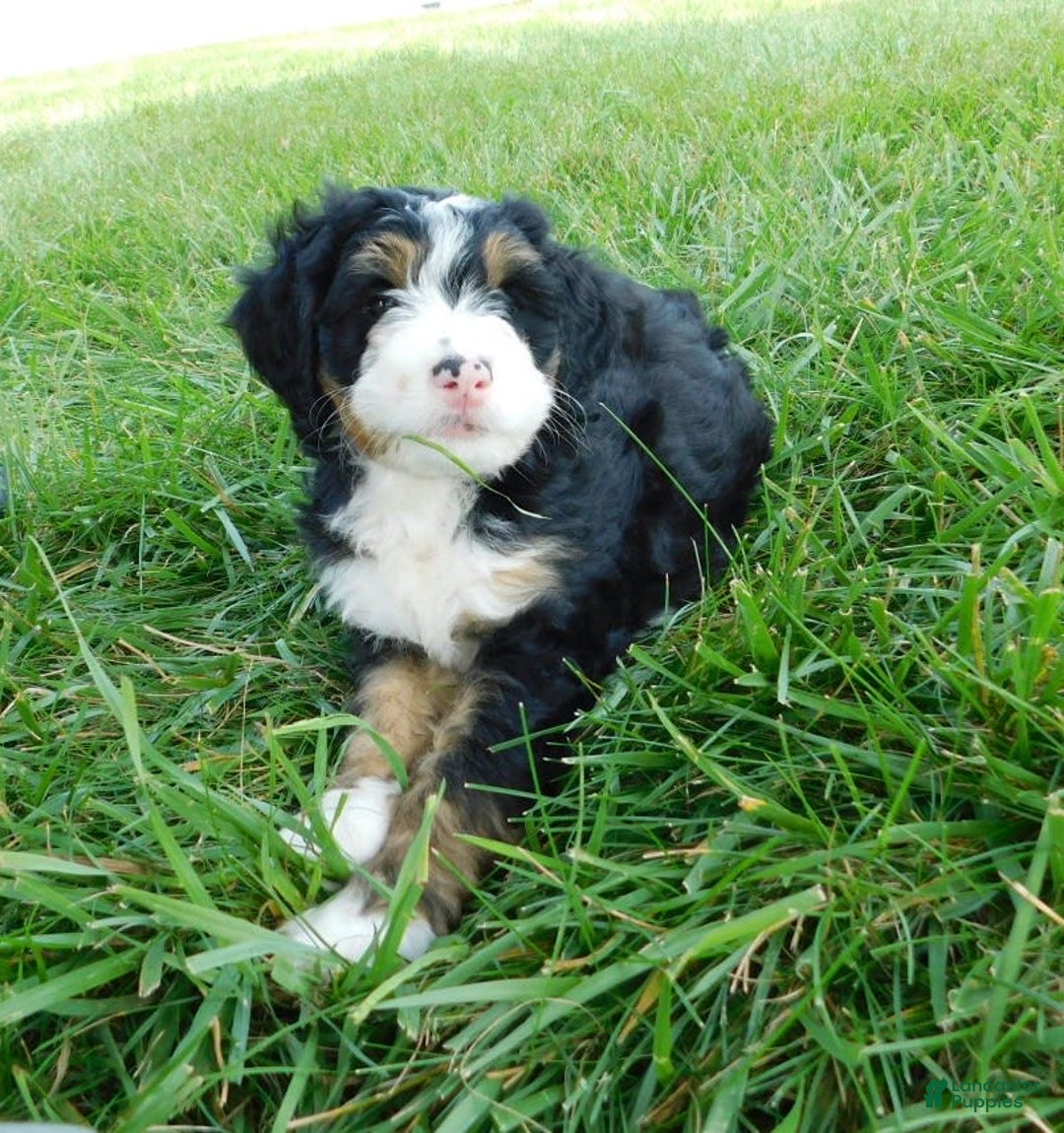 Mini Bernedoodle dogs for sale: Katie - Image 3