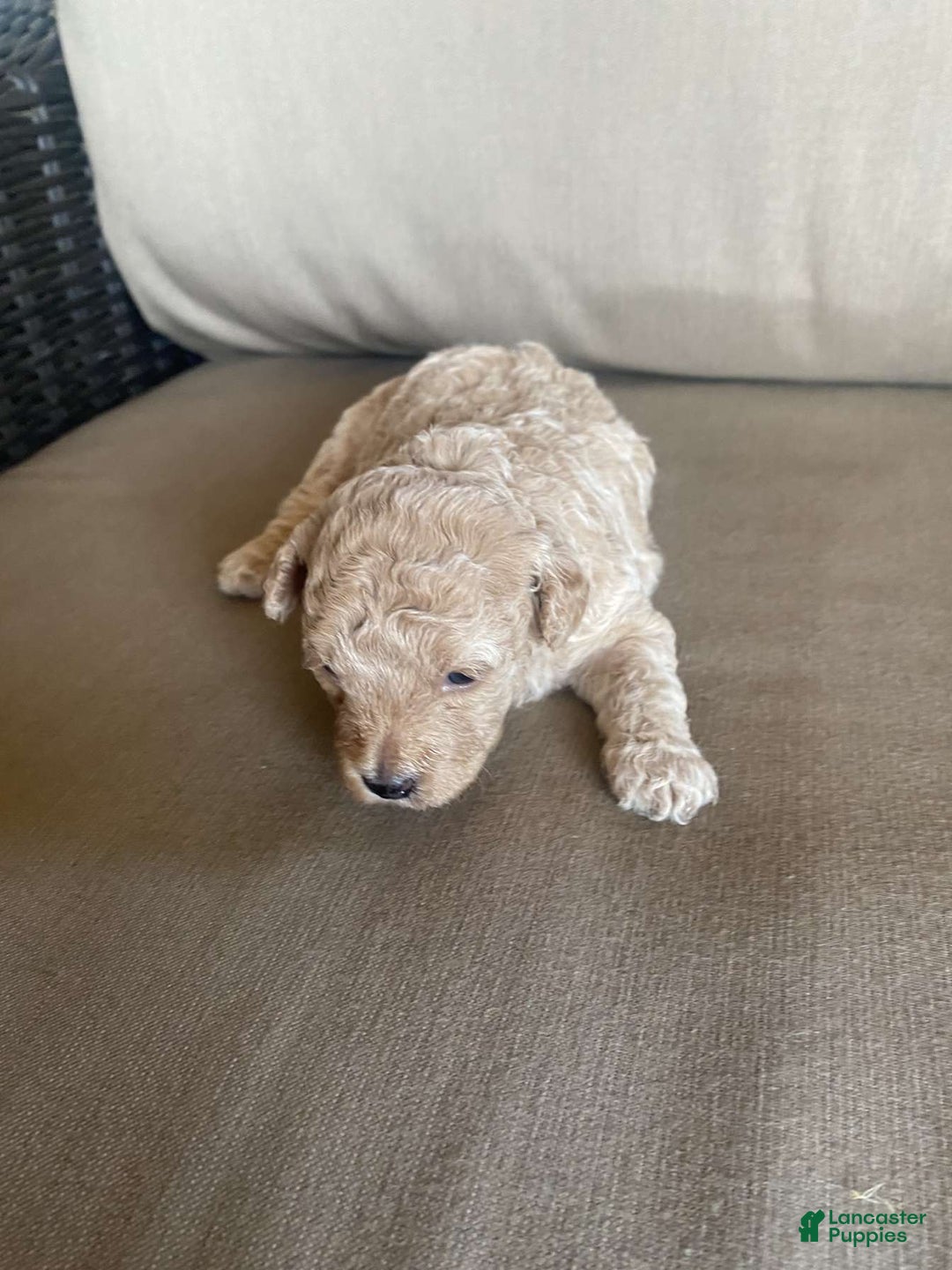 Toy Poodle dogs for sale: Sugar - Image 5