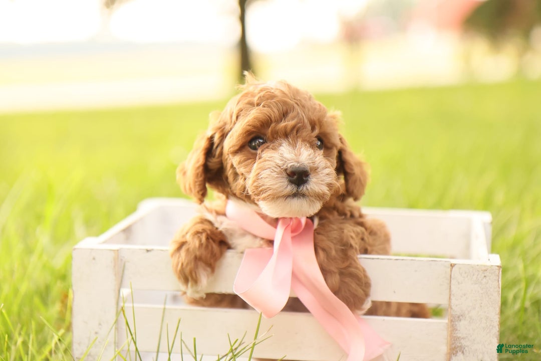 Toy Poodle dogs for sale: Skittles - Image 5