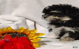 Maltipoo dogs for sale: Olive - Image 13
