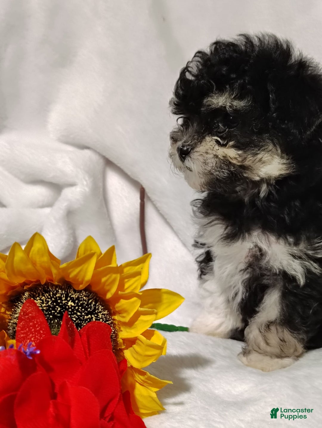 Maltipoo dogs for sale: Olive - Image 13