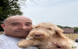 Goldendoodle dogs for sale: Luna - Image 6