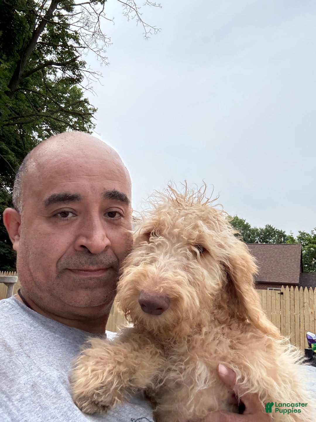 Goldendoodle dogs for sale: Luna - Image 6