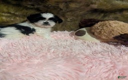 Shih Tzu dogs for sale: Tiny Jewel - Image 8