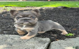 French Bulldog dogs for sale: Blue - Image 1