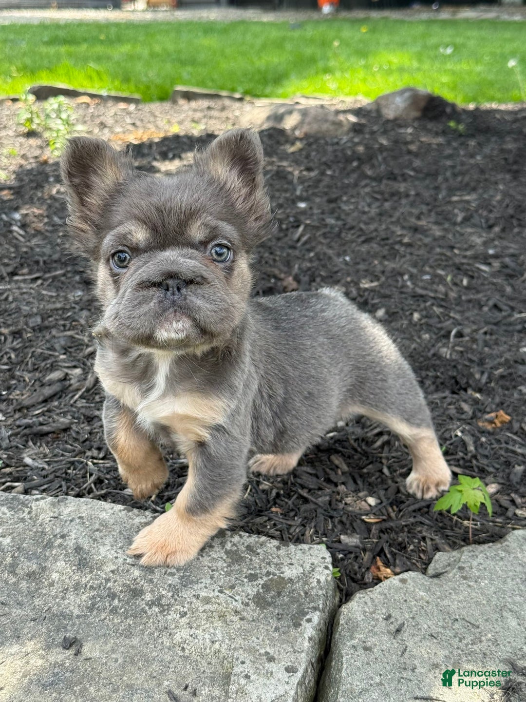 French Bulldog dogs for sale: Blue - Image 1