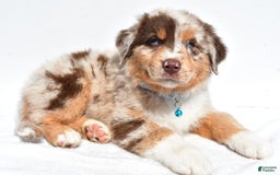 Miniature Australian Shepherd dogs for sale: Miniature Australian Shepherd 7 puppies - Image 17
