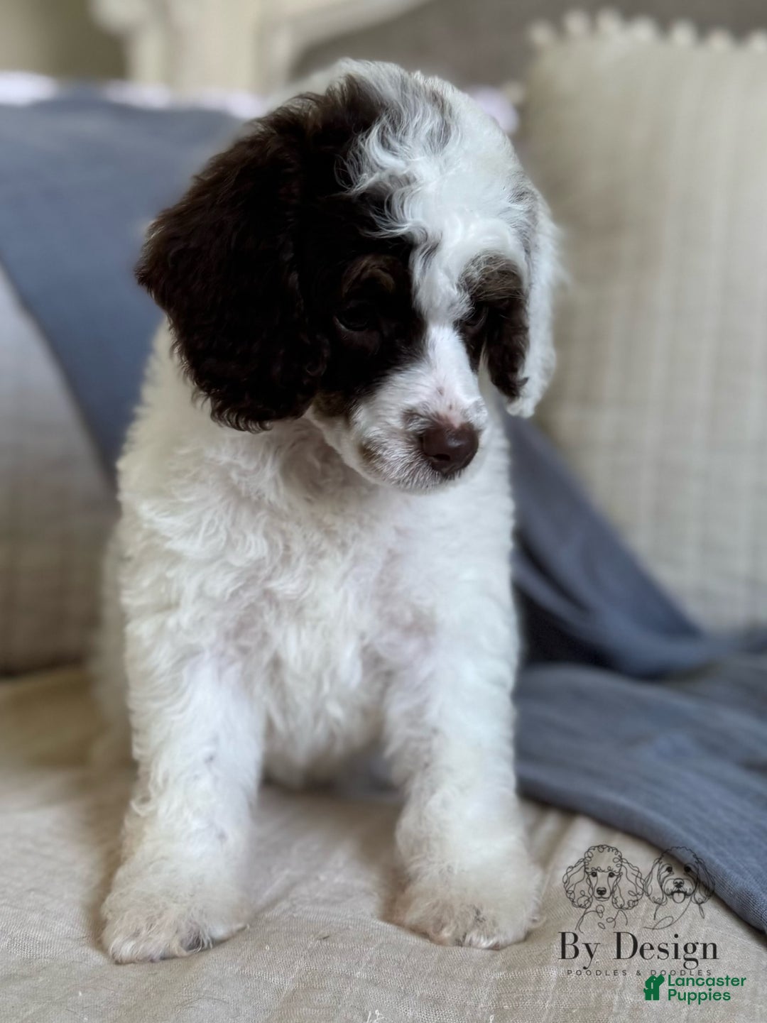 Standard Poodle dogs for sale: Arlo Chocolate Tri Parti - Image 7