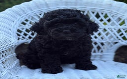 Cavapoo dogs for sale: Cavapoo 4 puppies - Image 1