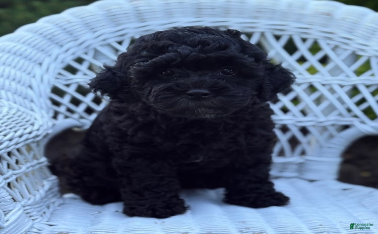 Cavapoo dogs for sale - Ad 2