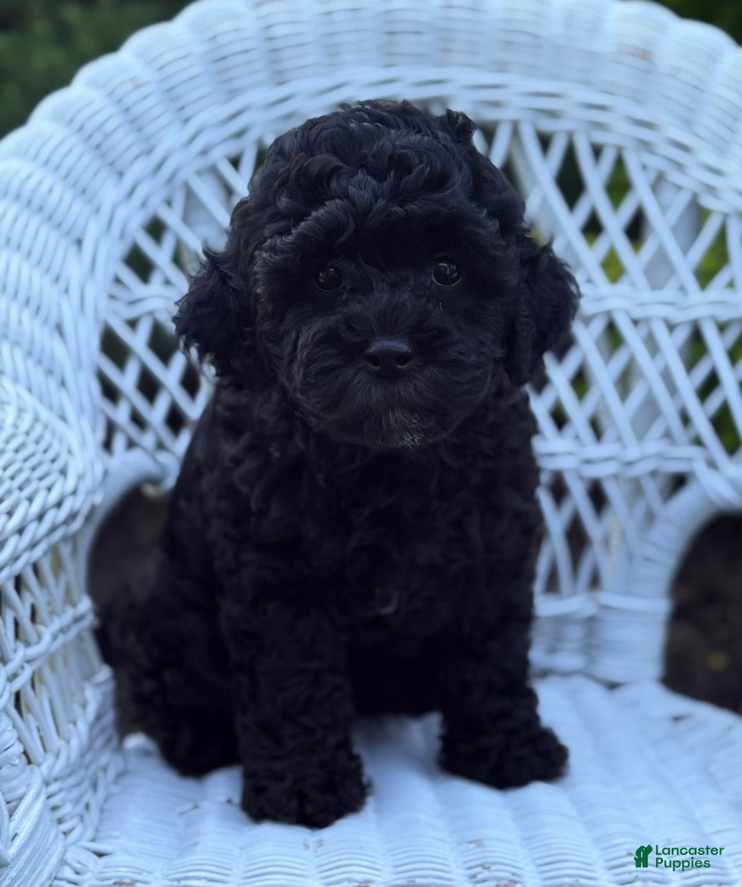 Cavapoo dogs for sale: Cavapoo 4 puppies - Image 1
